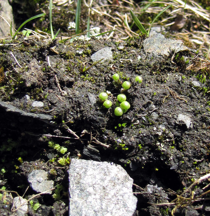 Asterella gracilis
